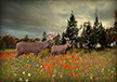 Hunting Grounds