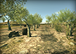 Olive Trees