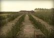 Fruit Plantation