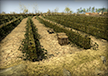 Vineyard
