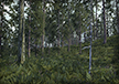 Prime Forest