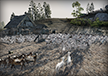 Goat Herd