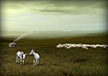 Goat Herd