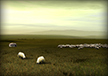 Sheep Flock