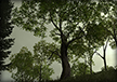 Sacred Grove