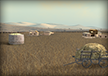 Wheat Farm